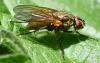 Hydrophoria lancifer